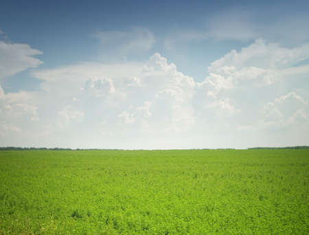 field of grass and perfect sky の写真素材
