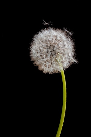 Past blossom dandelion on black background. の写真素材