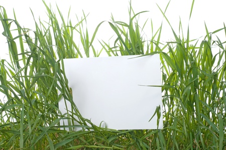 Rectangular white sign amongst fresh green grass blades の写真素材