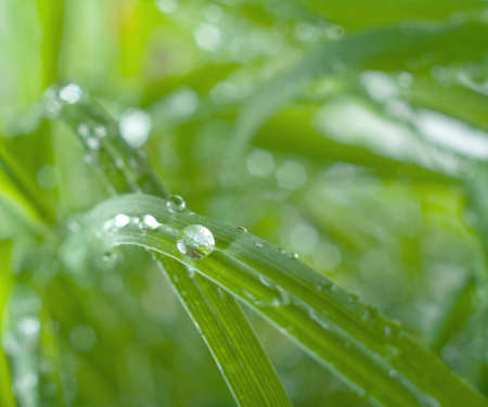 rain drops on grass ,macro 