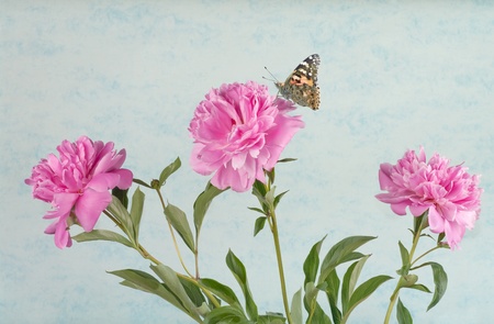 Beautiful Pink Peony Flower with butterfly の写真素材