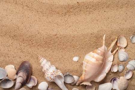 seashells in sand 