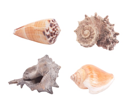Seashells collection isolated on white background の写真素材