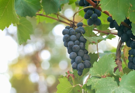 Close up of purple grapes on the vine の写真素材