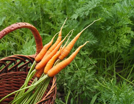 Carrots in the field の写真素材