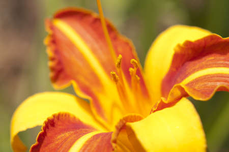 Orange lily flowers bush の写真素材