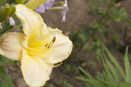 Yellow lilies bushの写真素材