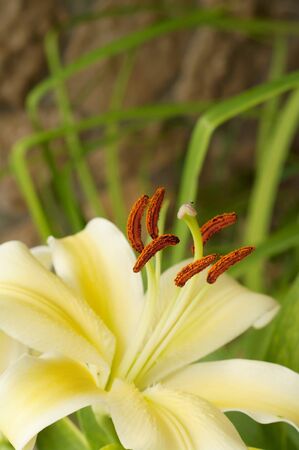 Yellow lilies bushの写真素材