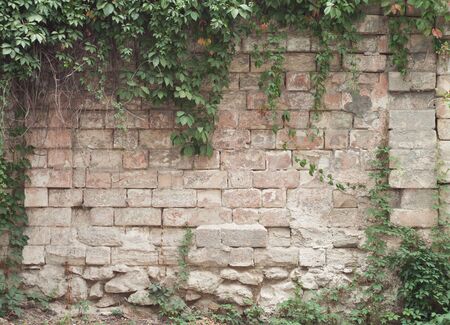 Climbing ivy on brickwall  の写真素材