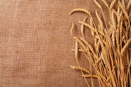 wheat ears on sack texture background の写真素材