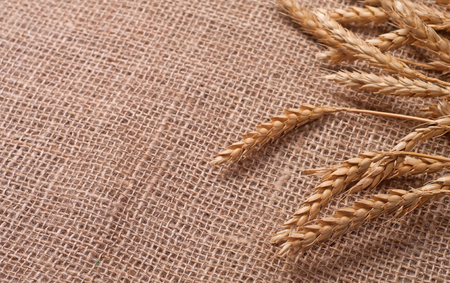 wheat ears on sack texture backgroundの写真素材