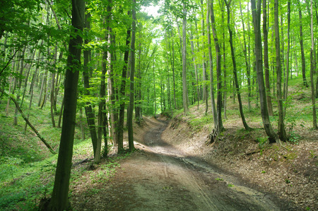 Sunlight in the green forestの写真素材
