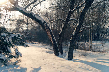 winter landscape