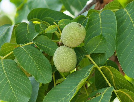 Green walnuts growing on a treeの写真素材