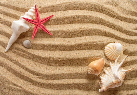 Beach with a lot of seashells and starfishesの写真素材