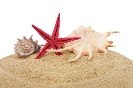 Sand and seashells over whiteの写真素材