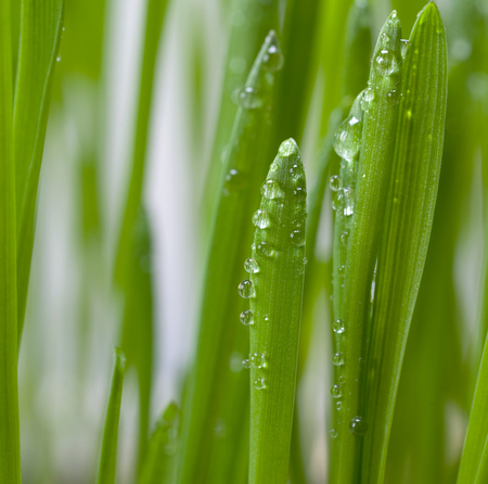 Fresh green grass with drops of waterの写真素材