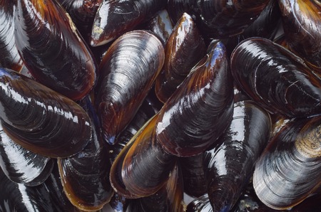 Fresh Mussels ready to cookの写真素材