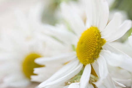camomile flower. Macro.の写真素材