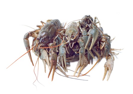 crayfish isolatedの写真素材