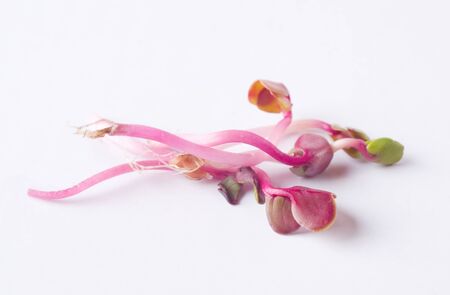 Sprouts of radishの写真素材