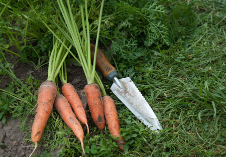 carrots growing in the gardenの写真素材