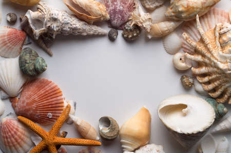 Collection of different seashells  on white background.の写真素材