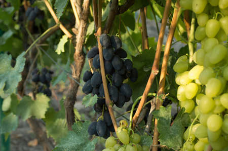 Ripe grapes in fall. autumn harvest.