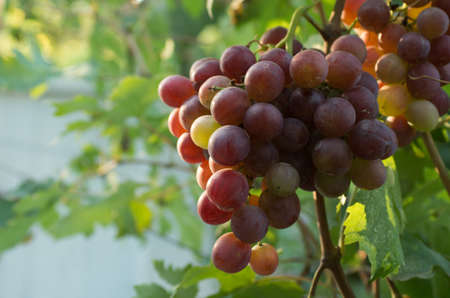 Ripe grapes in fall. autumn harvest.の写真素材