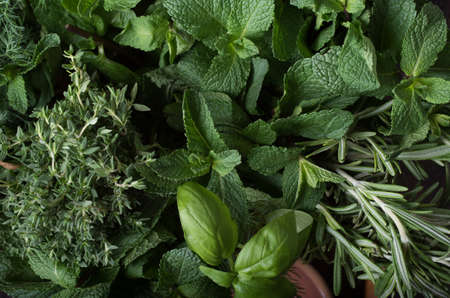 Fresh herbs. Basil, rosemary, thyme, mint, dill.の写真素材