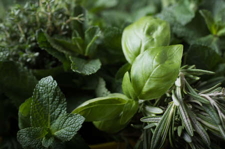 Fresh herbs. Basil, rosemary, thyme, mint, dill.の写真素材