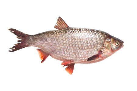 Freshwater fish ide on a white backgroundの写真素材