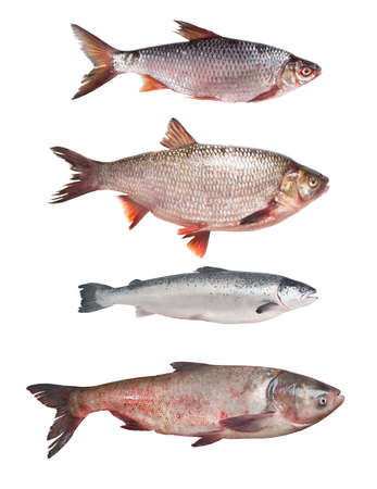 Set of fresh fish salmon, ide, roach and silver carpの写真素材