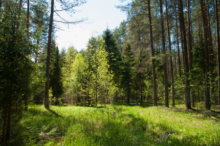 Sunlight in the green forest, spring time