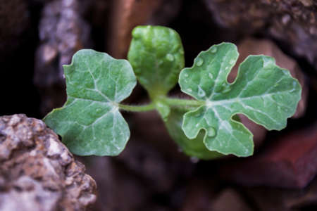 plant among stone