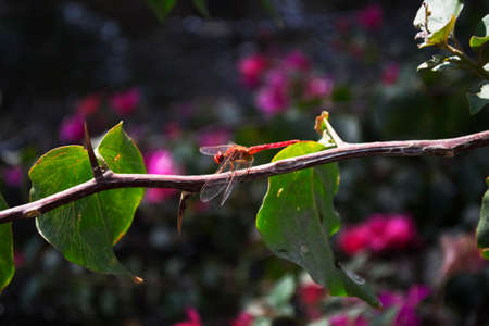 orange dragonfly