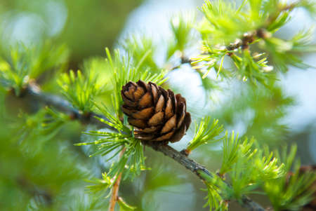 Young cone on a branchのeditorial素材