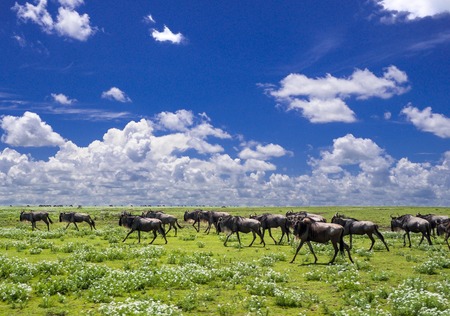 Greatmigration  wildbeestの写真素材