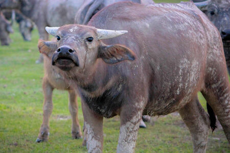 Buffalo