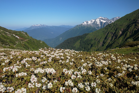 Russia, Sochi, vicinities of Krasnaya Polyana. The blossoming rhododendron Caucasian against the background of mountains.の写真素材