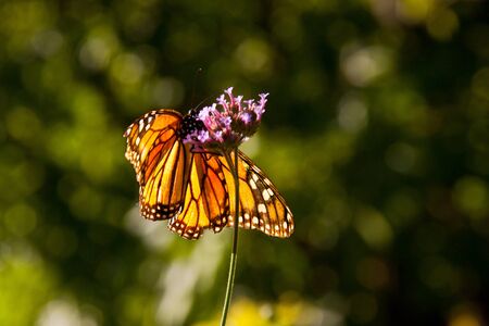 Isolated monarch butterfly on a pink flower with flue background 