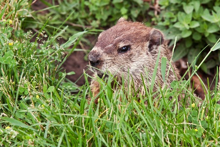 A sleepy marmot open up from her lair between green grass and wild flowers in a public park in...