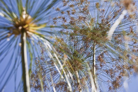 Three flowers of papyrus projected on a blue clear sky  The left one is out of focus の写真素材