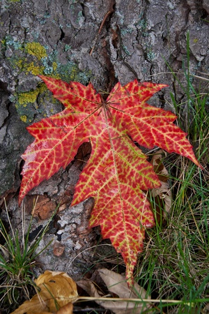 Autumn leaf on bark The first leaf is red with green-yellow,and the bark is covered with lichens  ...