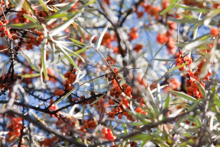 Hippophae rhamnoides background fruits fall autumn branches orange leafs blue sky little fruitsの写真素材