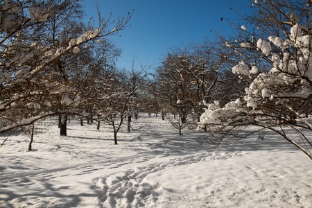 Winter landscape in a sunny day in middle of a tree plantの写真素材