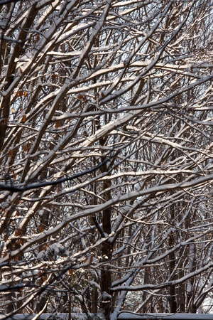 Branches net in the forest in winter with snowの写真素材