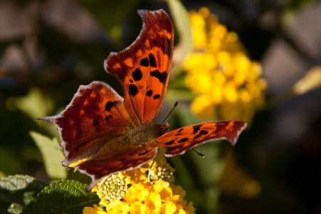 Beautiful Poligonia butterfly on a yellow flowerの写真素材