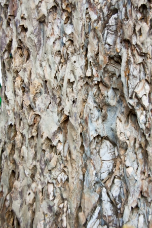 Grunge background of very edged rock iの写真素材