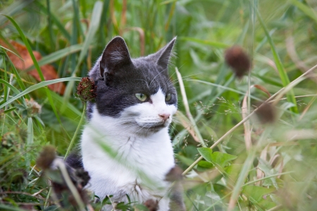 A dark gray and white cat in the green vegetation looking and hearing very acute in the left side of the imageの写真素材
